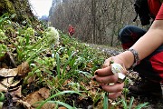 52 Farfaraccio bianco (Petasites albus) con campanelle (Leucojum)